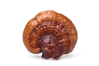 Reishi Extract