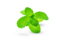Lemon Balm